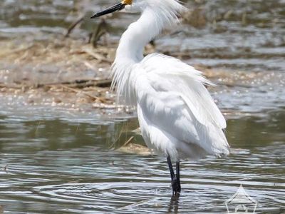 The Great Egret Photo Art Print