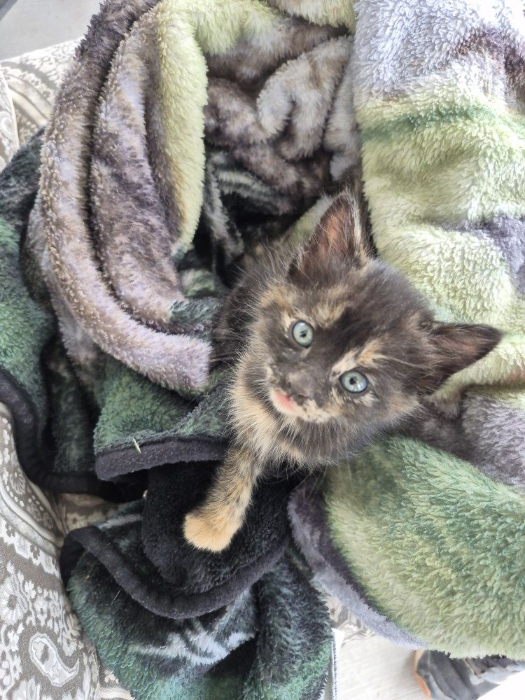 Adorable Friendly Cuddly Kittens!