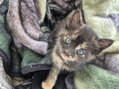 Adorable Friendly Cuddly Kittens!