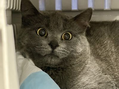 Hello my name is Kat