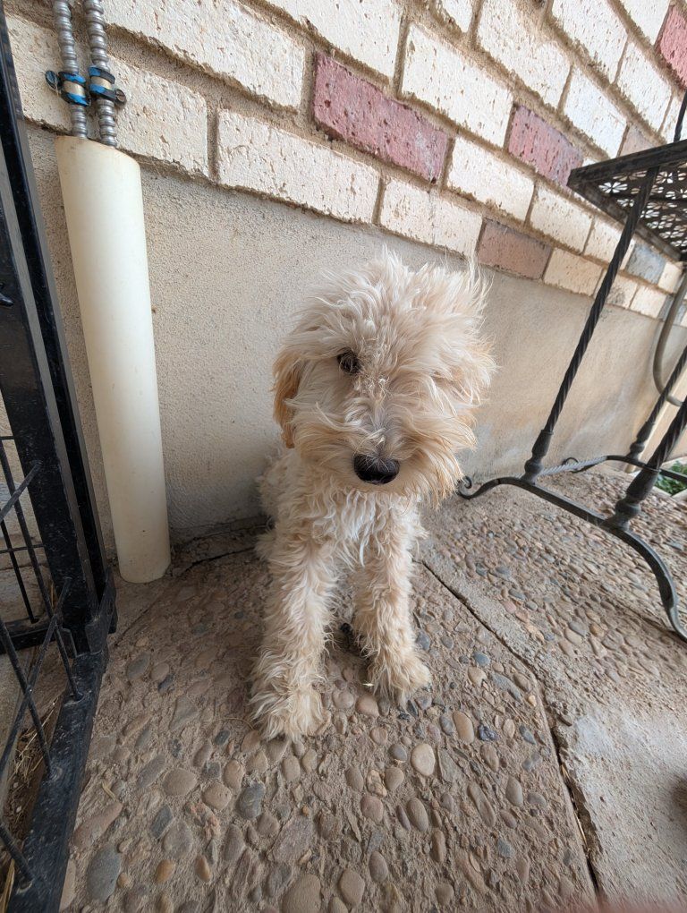 Adorable Goldendoodles mini X standard
