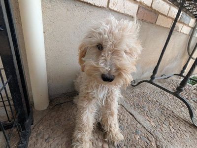 Adorable Goldendoodles mini X standard