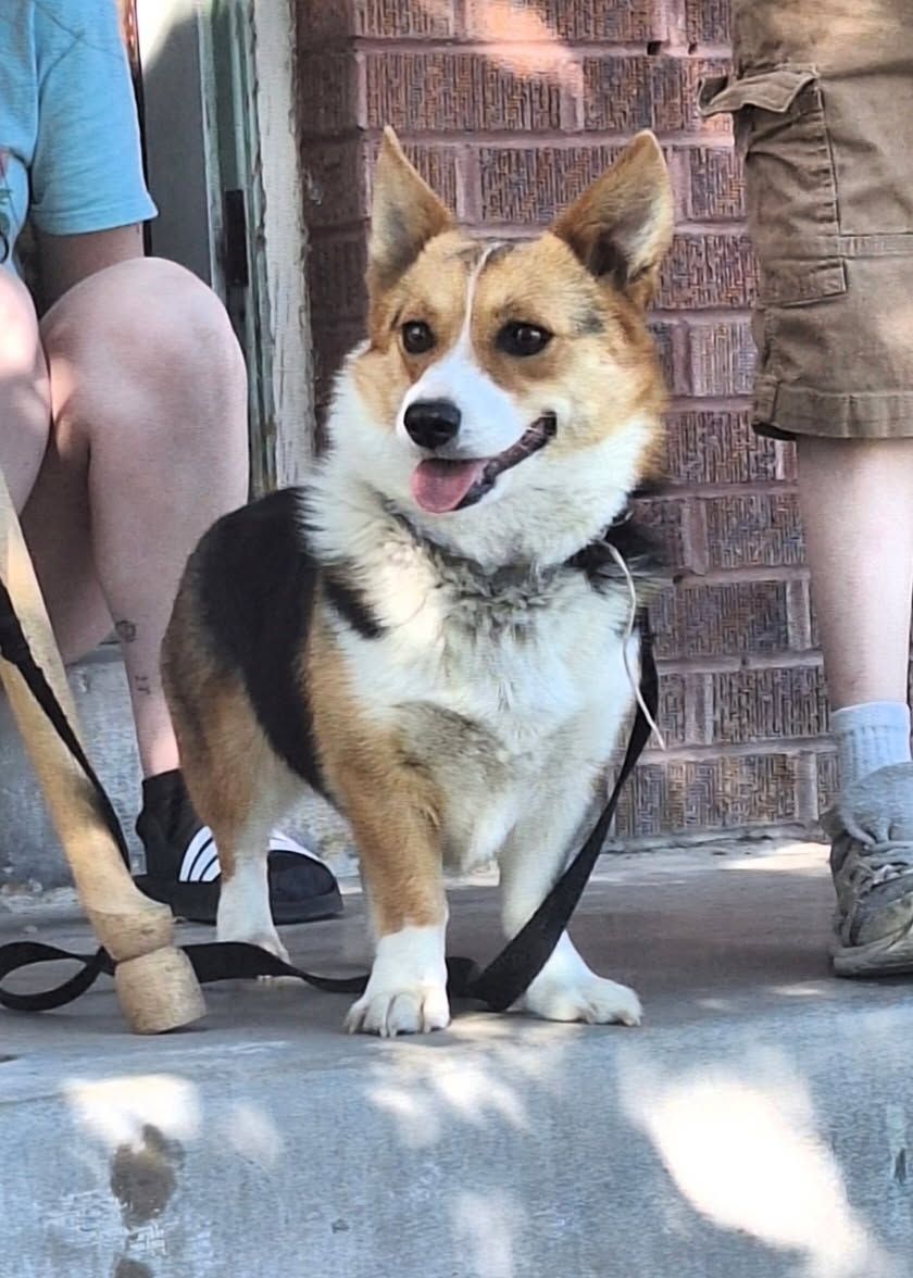 Prembroke Corgi
