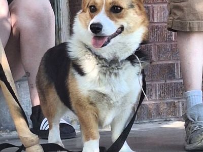 Prembroke Corgi