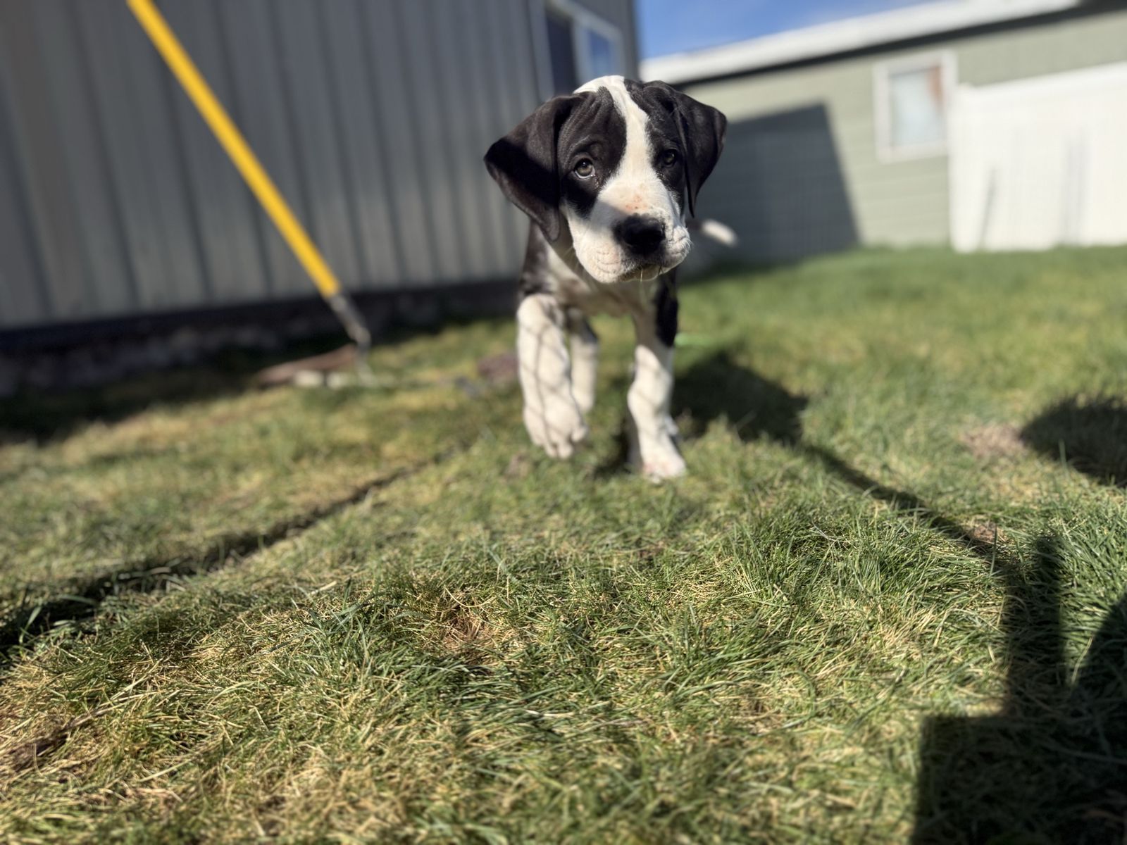 Great Dane puppies