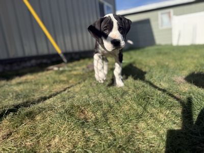 Great Dane puppies