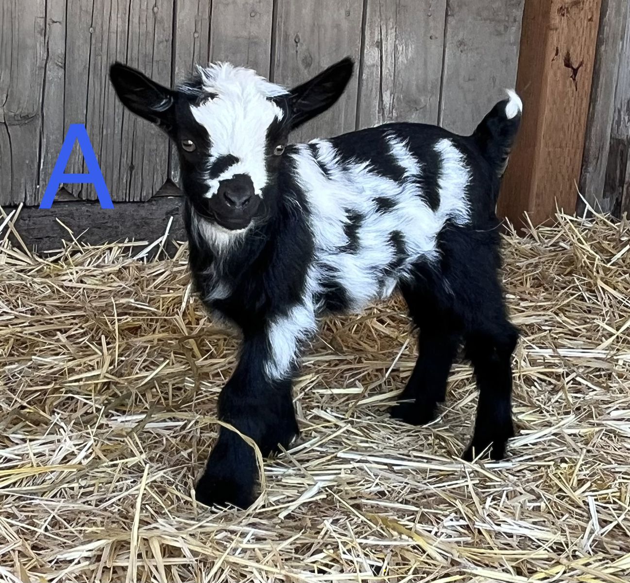 Myotonic Fainting Goats