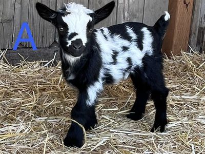Myotonic Fainting Goats