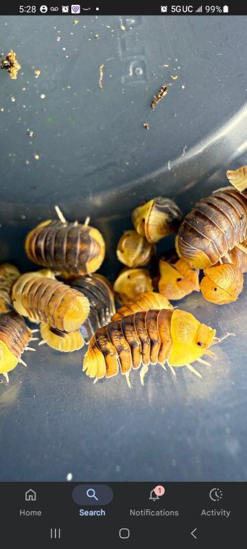 rubber ducky isopods