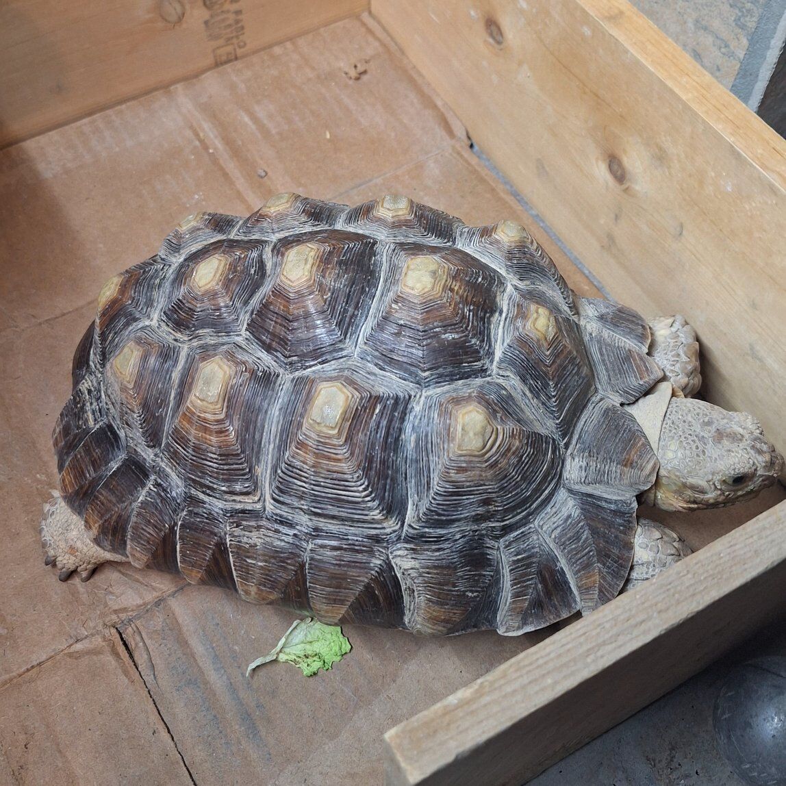 sulcata tortoise