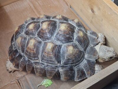sulcata tortoise