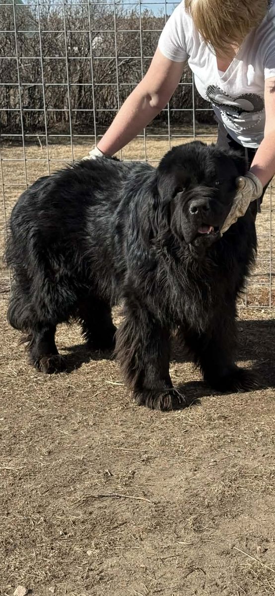 AKC Newfoundland
