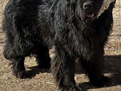 AKC Newfoundland