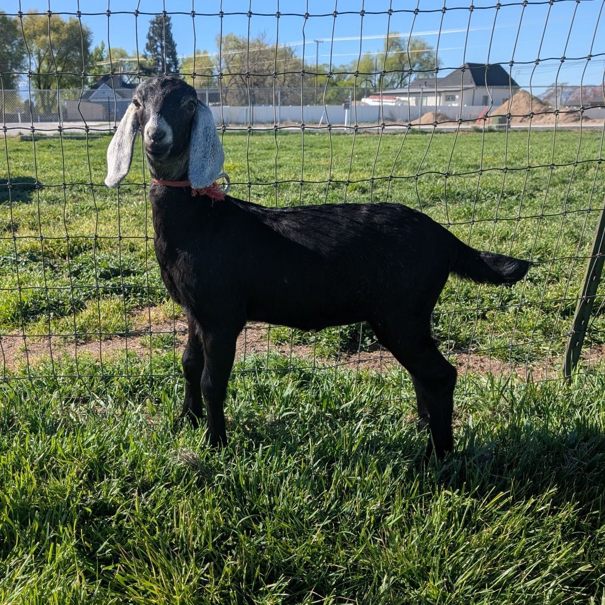 Show Quality Registered American Nubian doe kid
