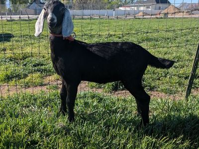 Show Quality Registered American Nubian doe kid