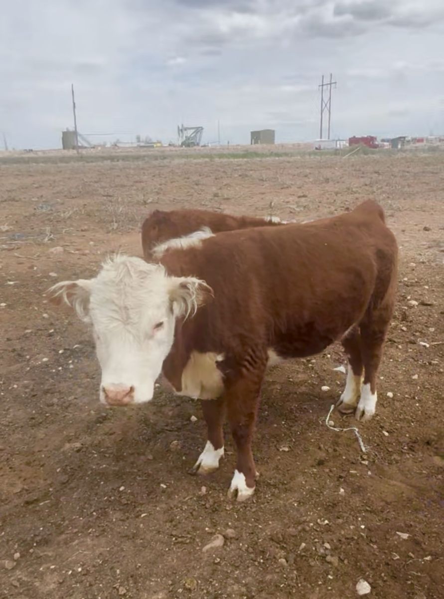 Miniature Hereferd Heifer