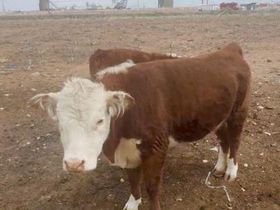 Miniature Hereferd Heifer