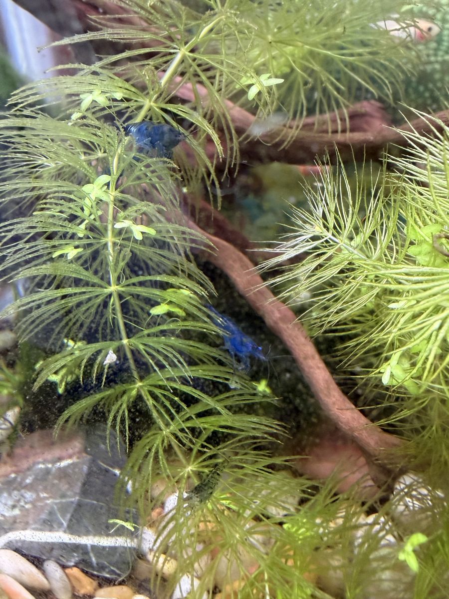 Main image 2