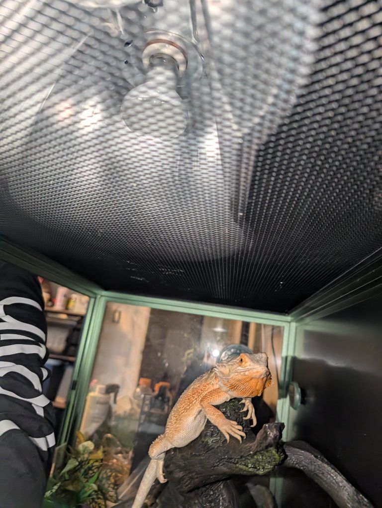 Bearded Dragon