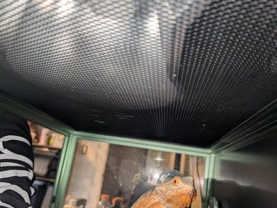 Bearded Dragon