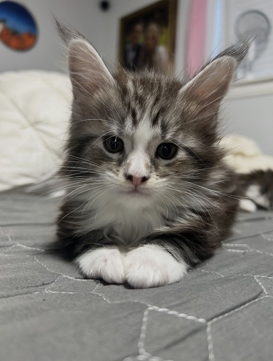Maine Coon Kittens-Champion Bloodline