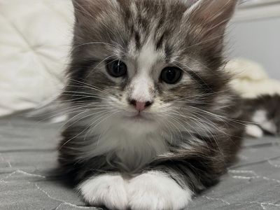 Maine Coon Kittens-Champion Bloodline