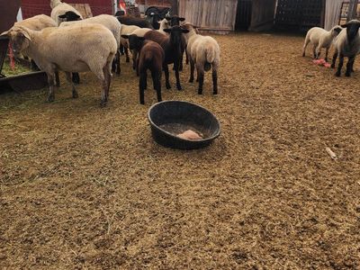 Rambouillet Cross Sheep - Ewes and Ram Lambs Available