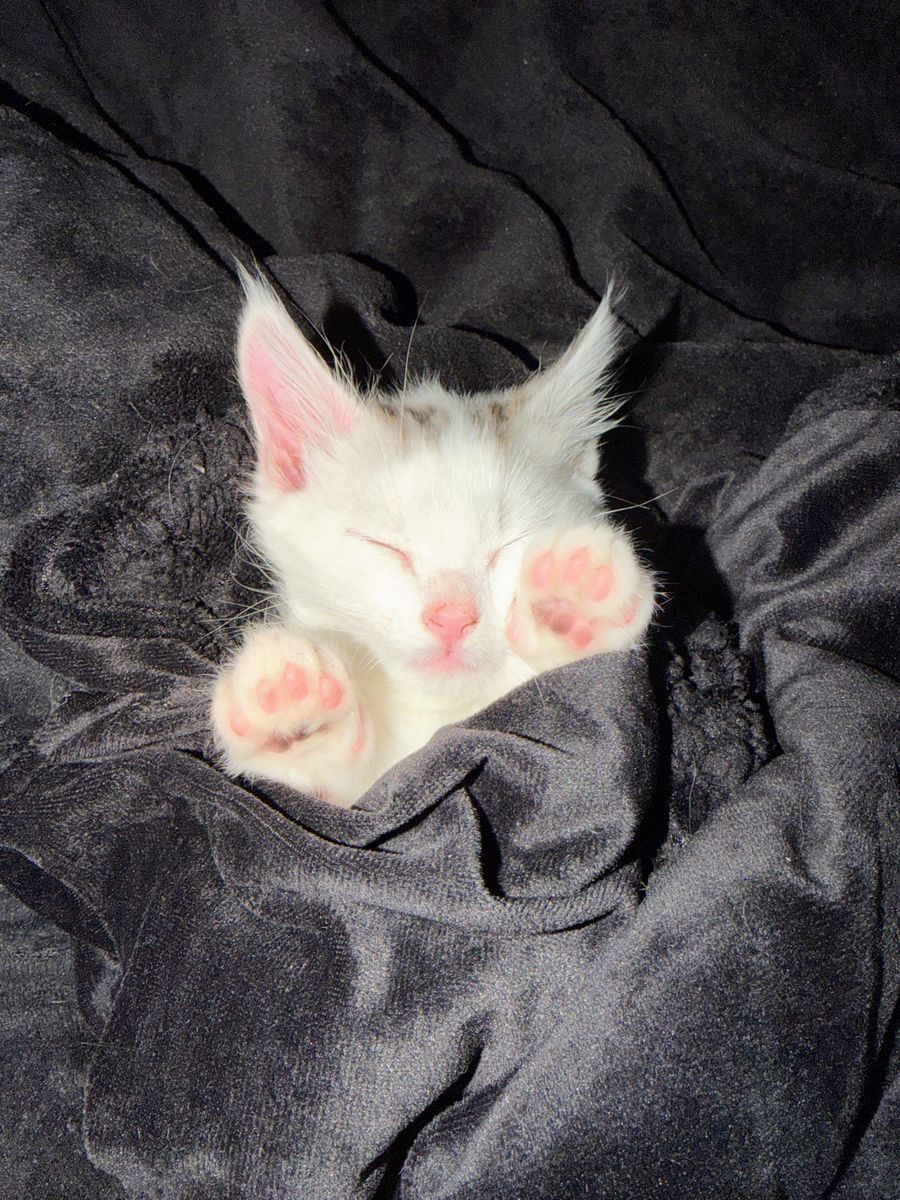11 week kitten female
