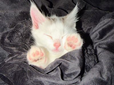 11 week kitten female