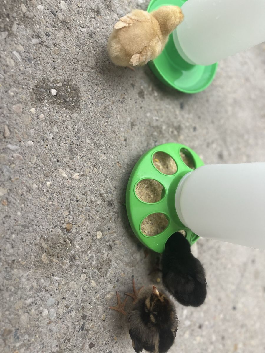Chicks