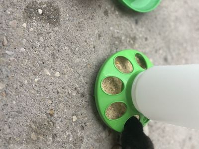 Chicks