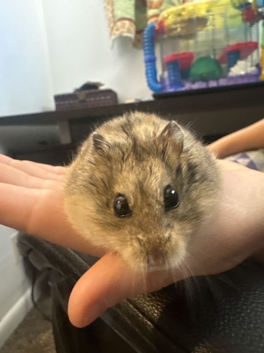 Pet Hamster with Multi-Level Wire Cage and Accessories