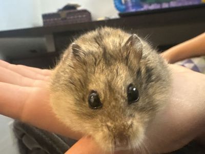Pet Hamster with Multi-Level Wire Cage and Accessories