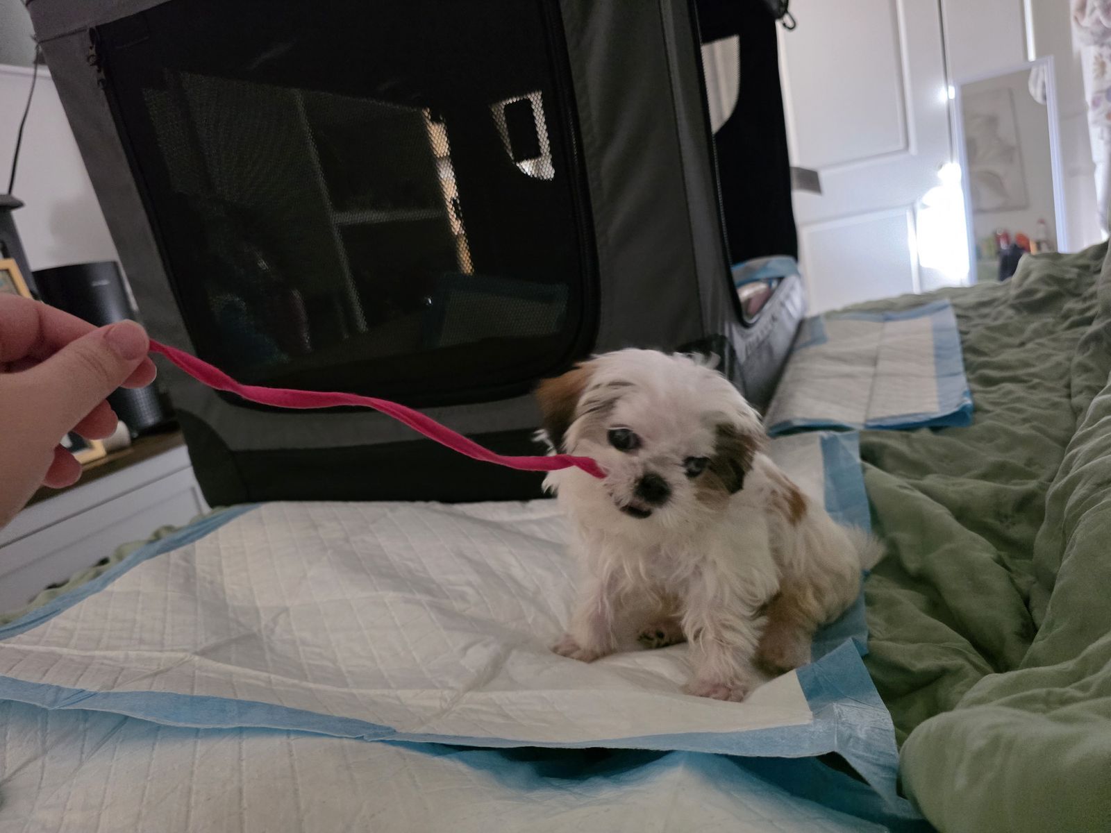 9 week Male "Teacup" Shih Tzu Puppy