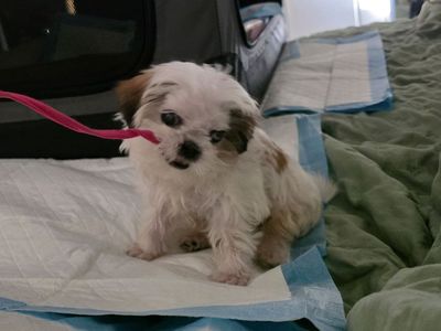 9 week Male "Teacup" Shih Tzu Puppy