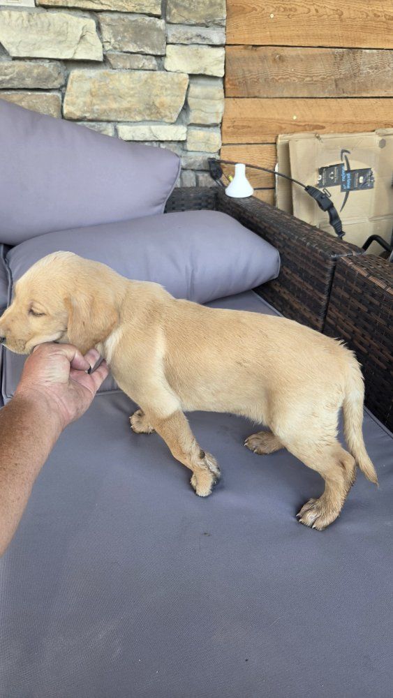 registered lab puppies