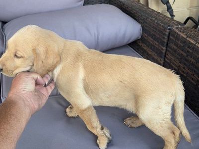 registered lab puppies