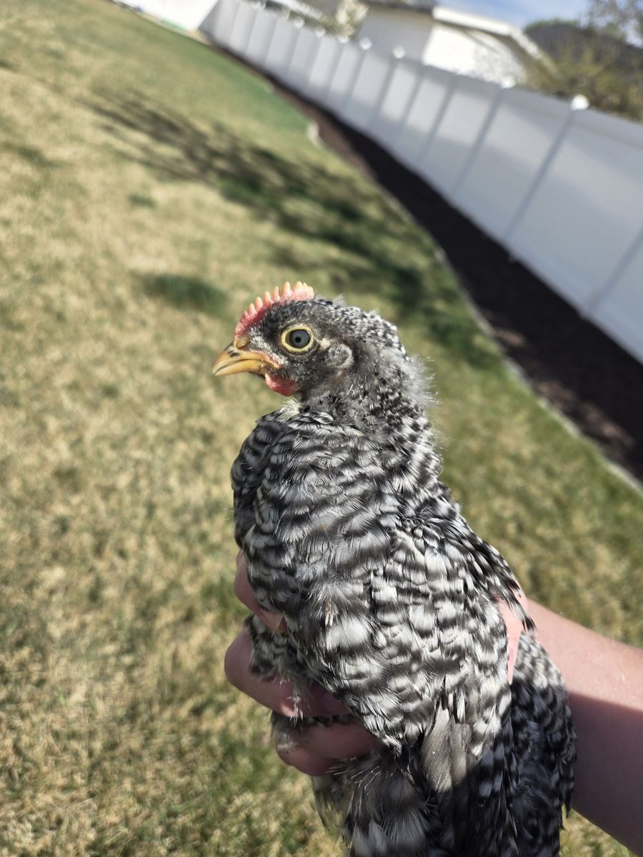 BSL cockerel (young rooster)