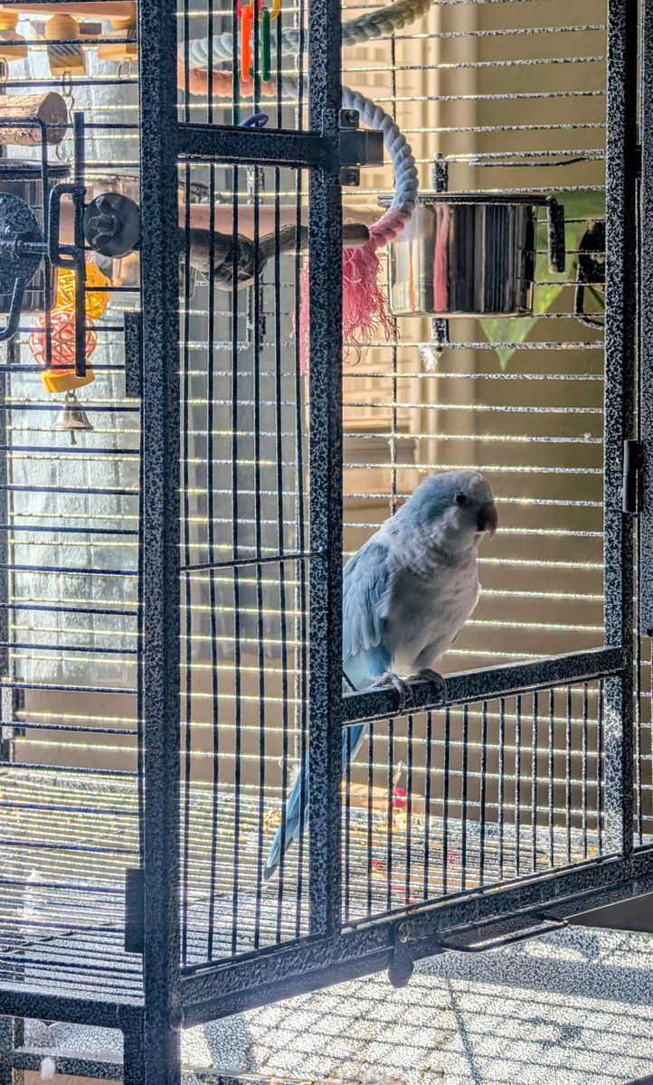 Beautiful Blue Quaker Parrot