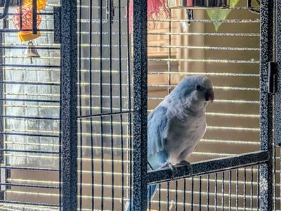 Beautiful Blue Quaker Parrot