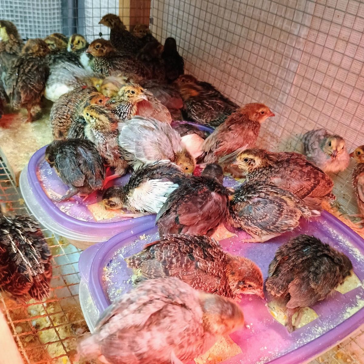 Jumbo Corturnix quail chicks 1 week old