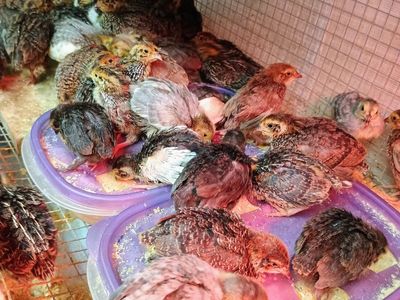 Jumbo Corturnix quail chicks 1 week old