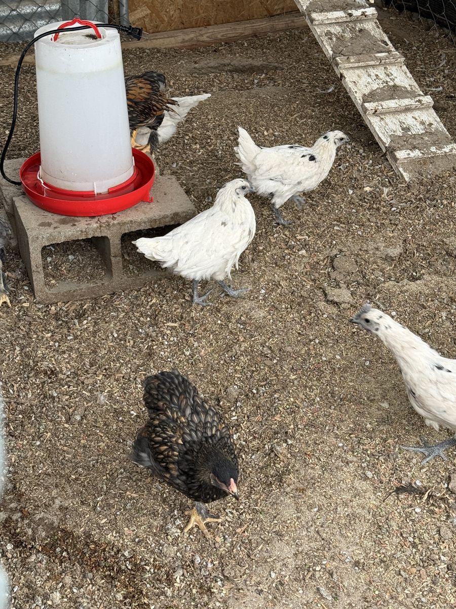 Assorted Roosters