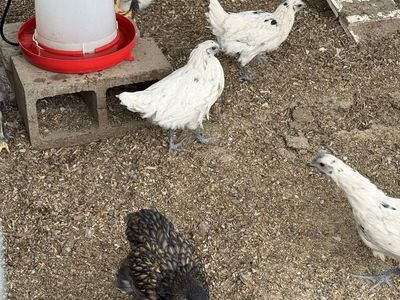 Assorted Roosters