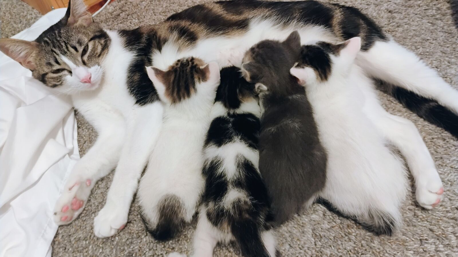 1 Male left!! Kittens (Siamese/Tabby mix)