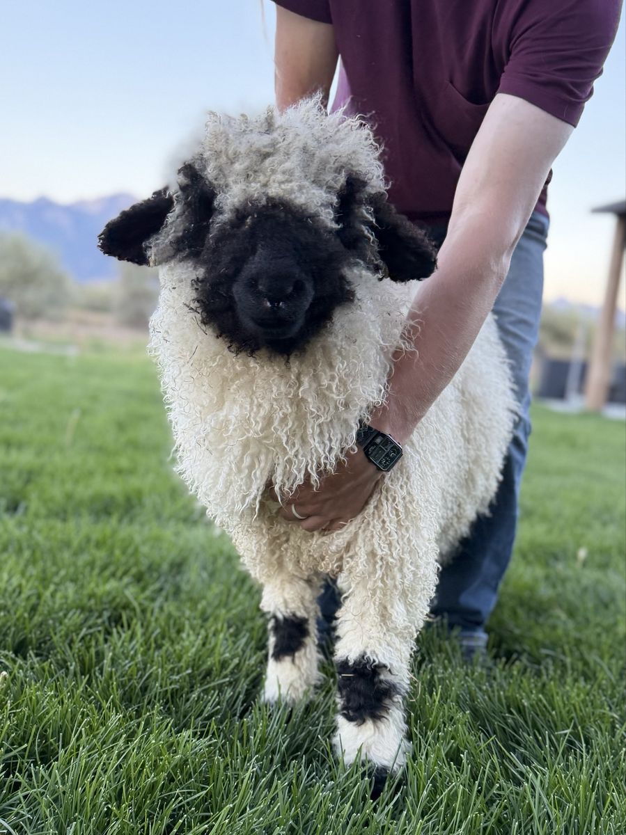 Valais Blacknose F3 87.5% Ewe