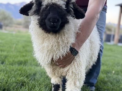 Valais Blacknose F3 87.5% Ewe