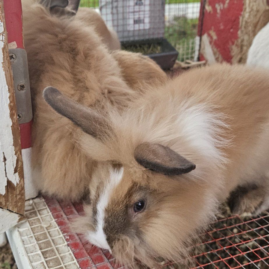 Free rabbits!