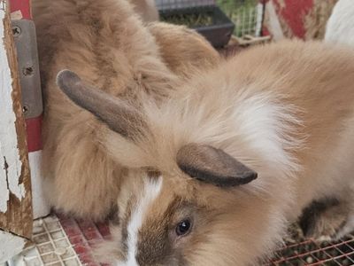 Free rabbits!