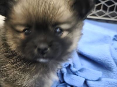 Purebred pomeranians